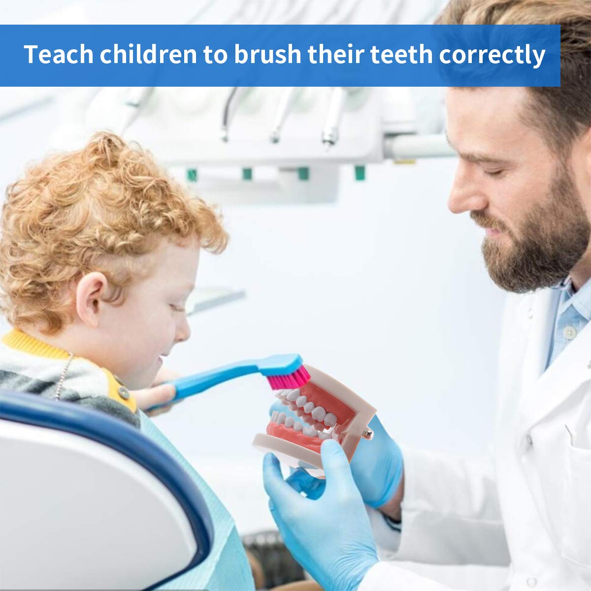 Dental Standard Teeth Model Tooth Brushing Model Typodont Demonstration for Teaching Studying Standard Size