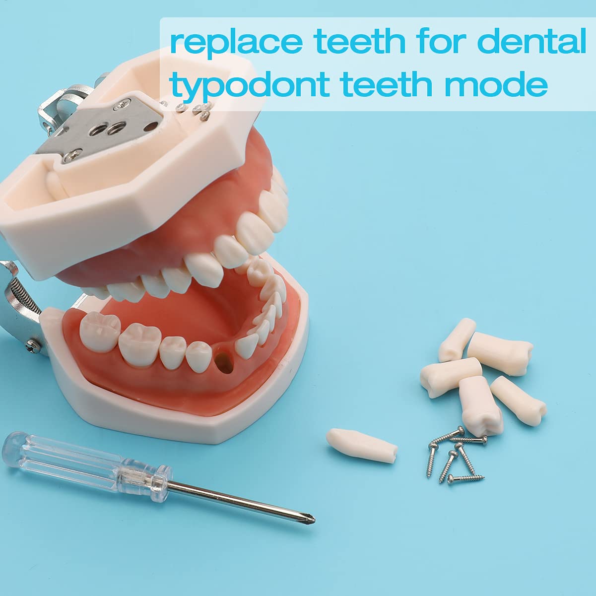 Removable Typodont Teeth for Dental Typodont Teeth Model, Dental Practice and Teaching Replace Detachable Model (28Pcs/Set)