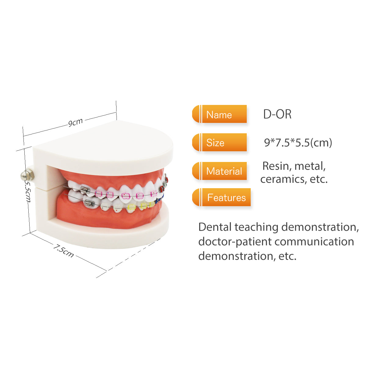 Dental Teeth Model,Transparent Dental Implant Teeth Model Dentist Standard Disease Removable Tooth Pathological Teaching Model (D-OR)