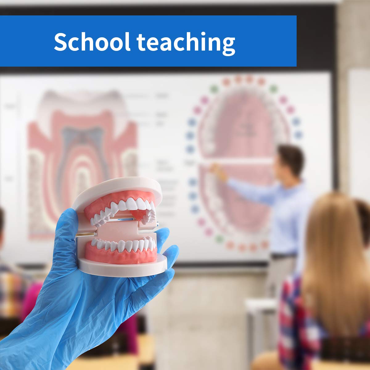 Dental Standard Teeth Model Tooth Brushing Model Typodont Demonstration for Teaching Studying Standard Size