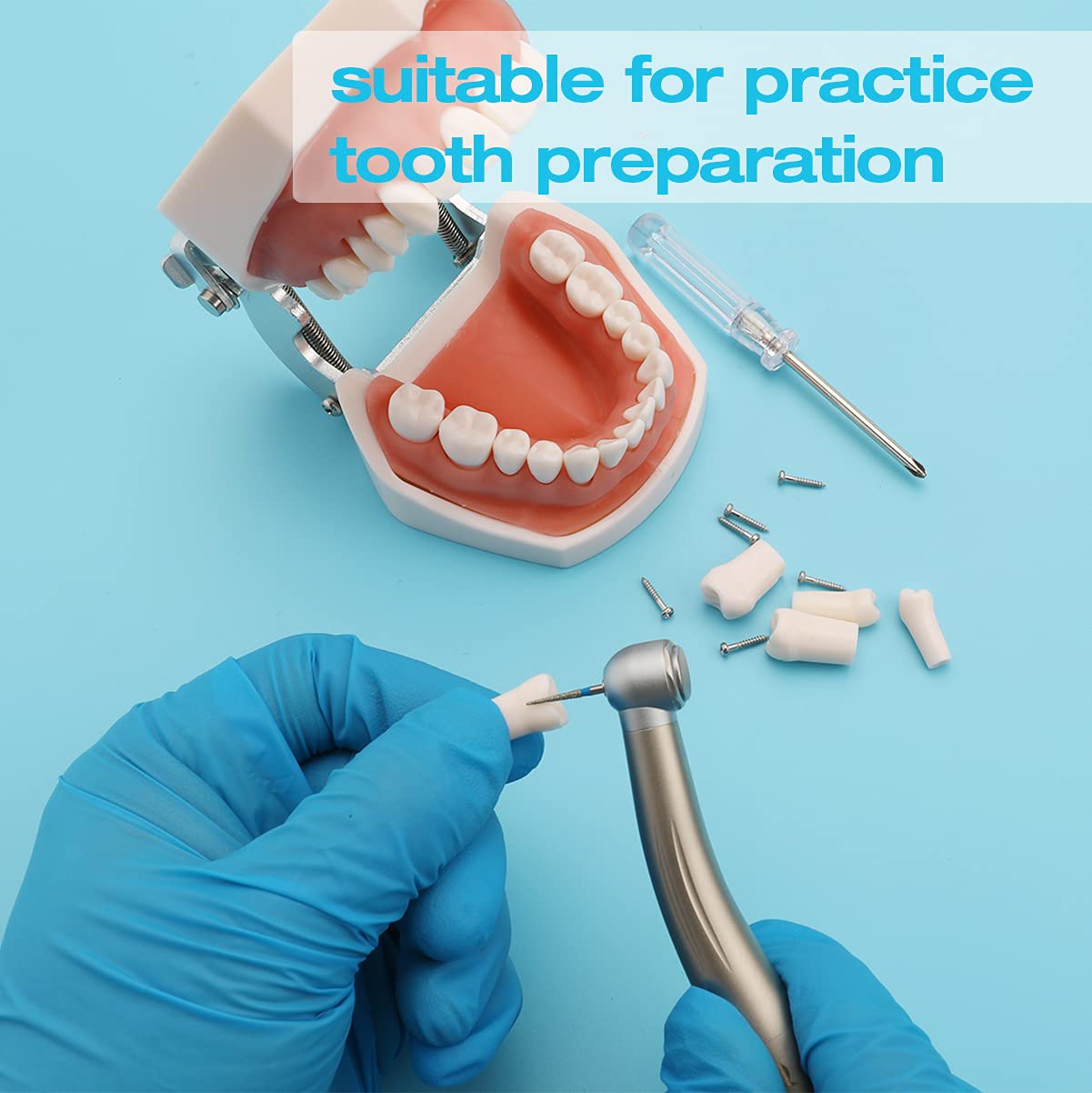 Removable Typodont Teeth for Dental Typodont Teeth Model, Dental Practice and Teaching Replace Detachable Model (28Pcs/Set)