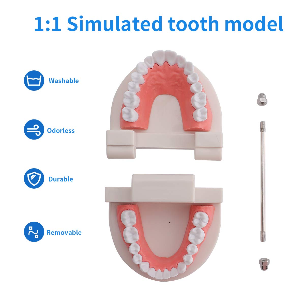 Dental Standard Teeth Model Tooth Brushing Model Typodont Demonstration for Teaching Studying Standard Size