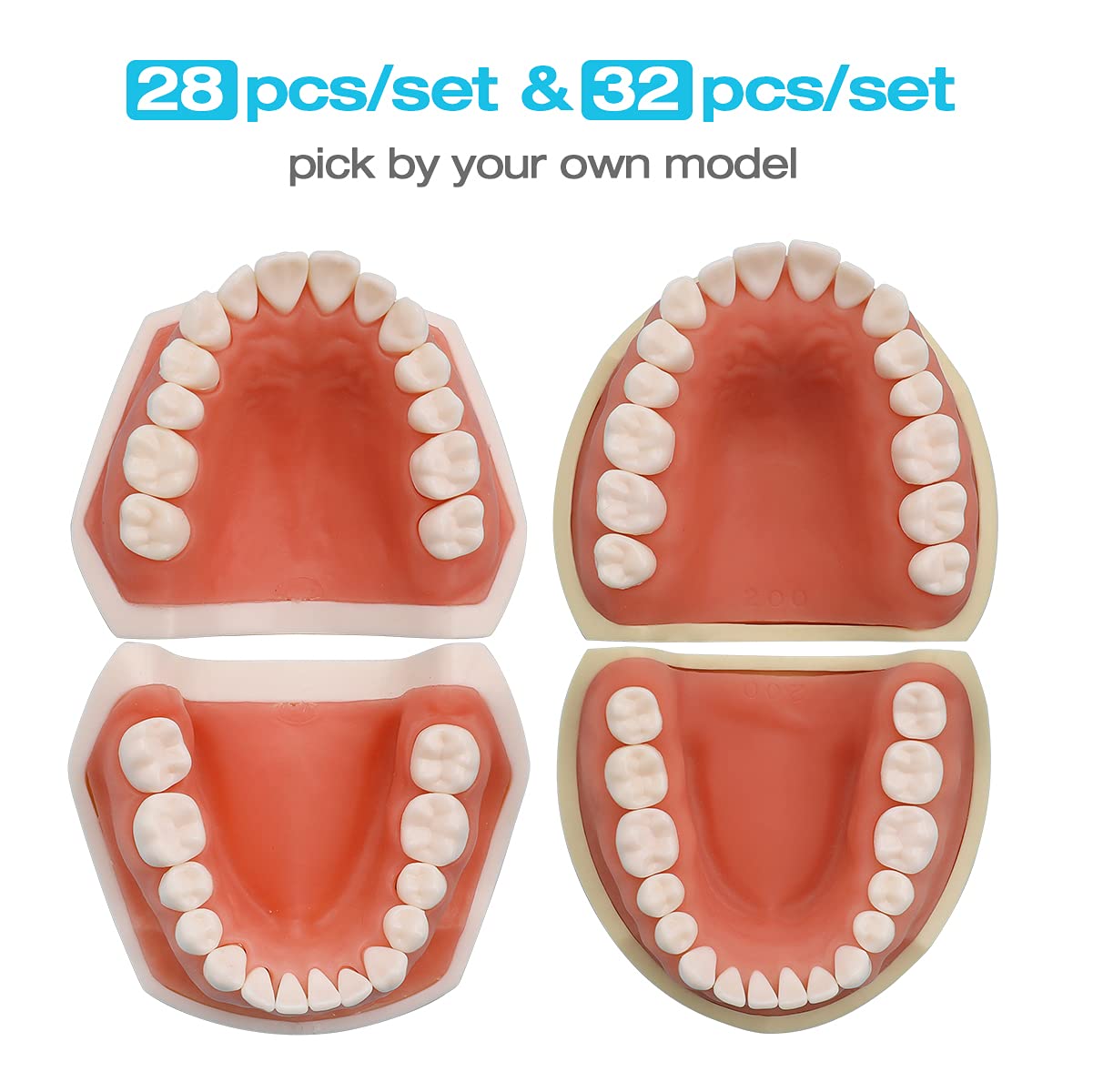 Removable Typodont Teeth for Dental Typodont Teeth Model, Dental Practice and Teaching Replace Detachable Model (28Pcs/Set)