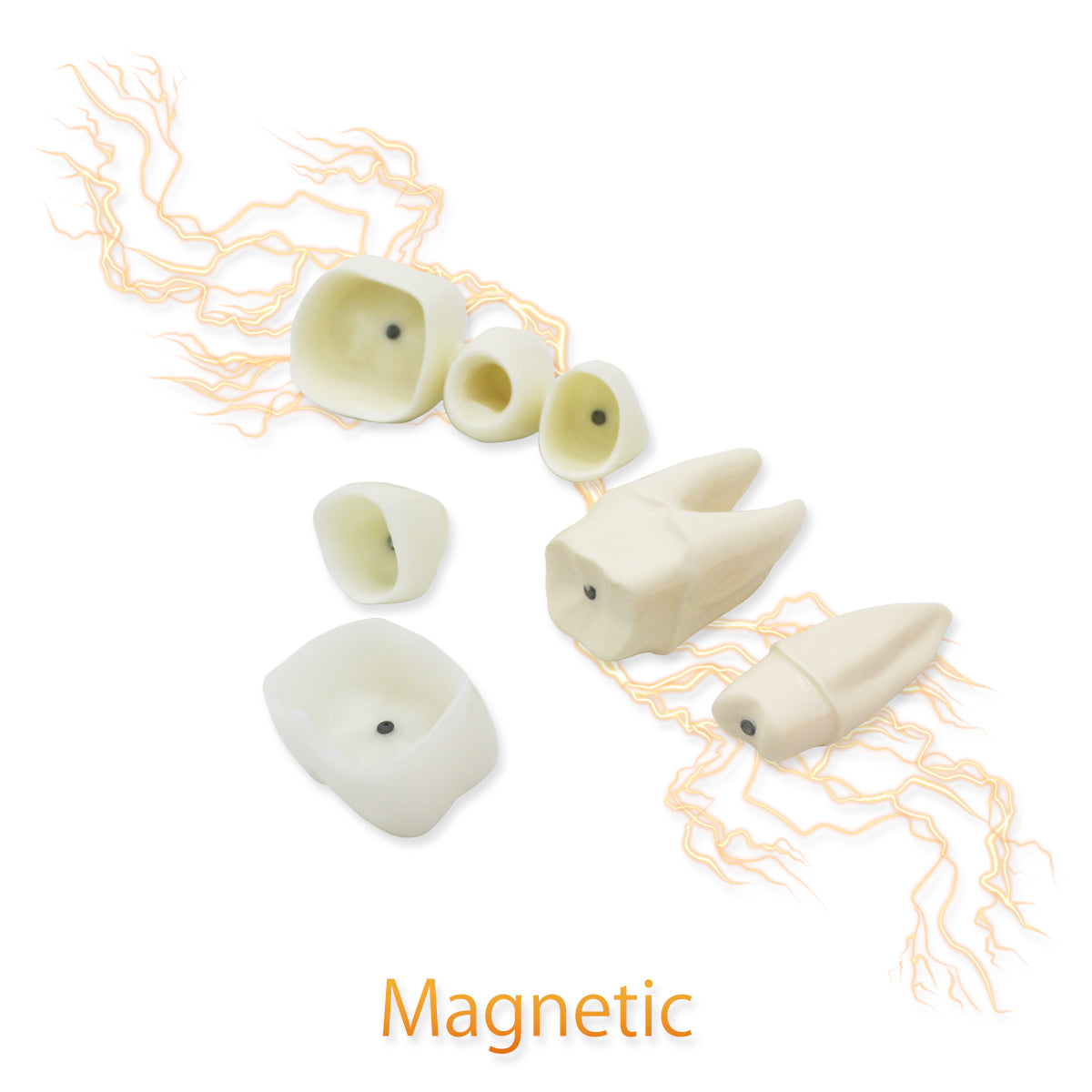 Dental Teeth Model,Transparent Dental Implant Teeth Model Dentist Standard Disease Removable Tooth Pathological Teaching Model(D-IP)