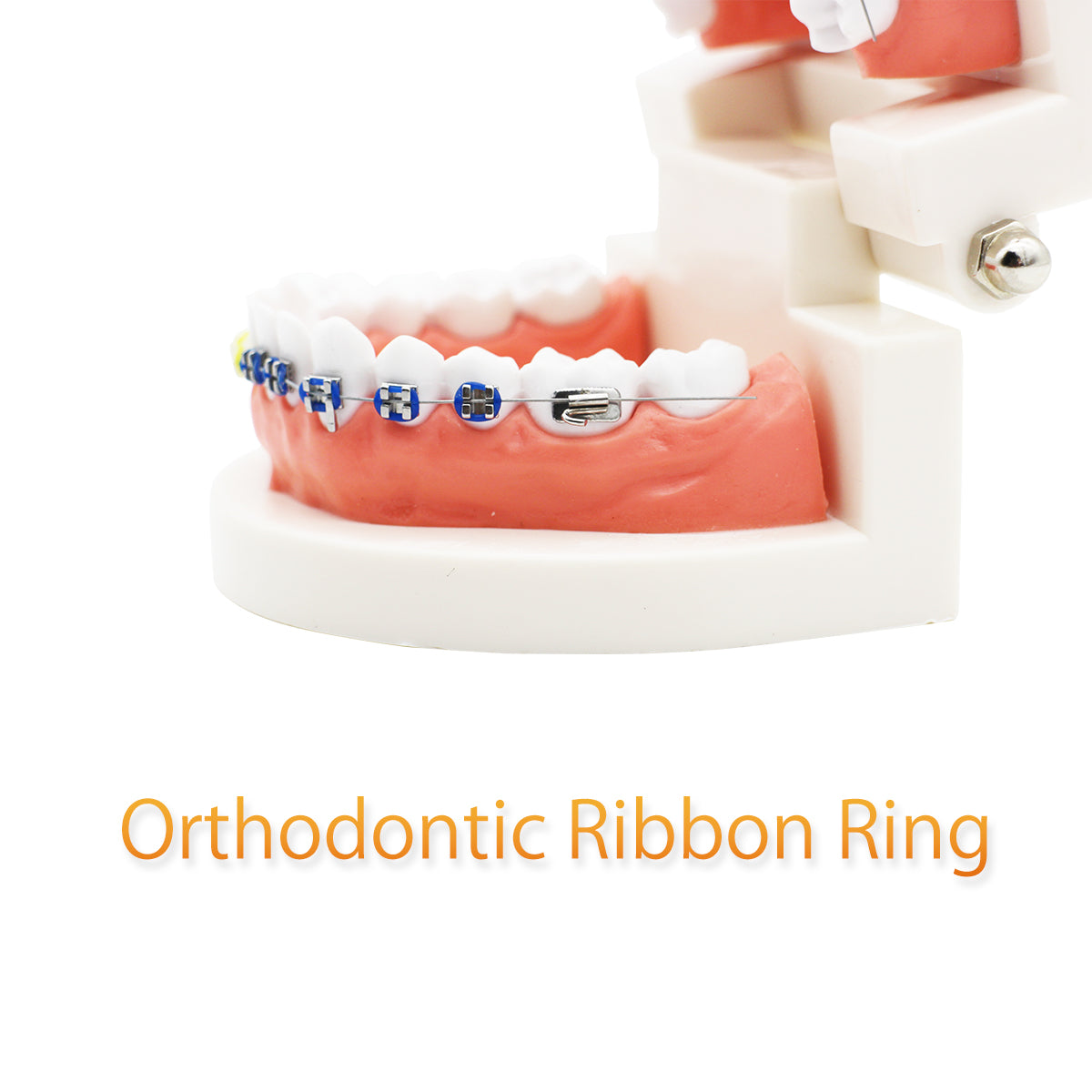 Dental Teeth Model,Transparent Dental Implant Teeth Model Dentist Standard Disease Removable Tooth Pathological Teaching Model (D-OR)