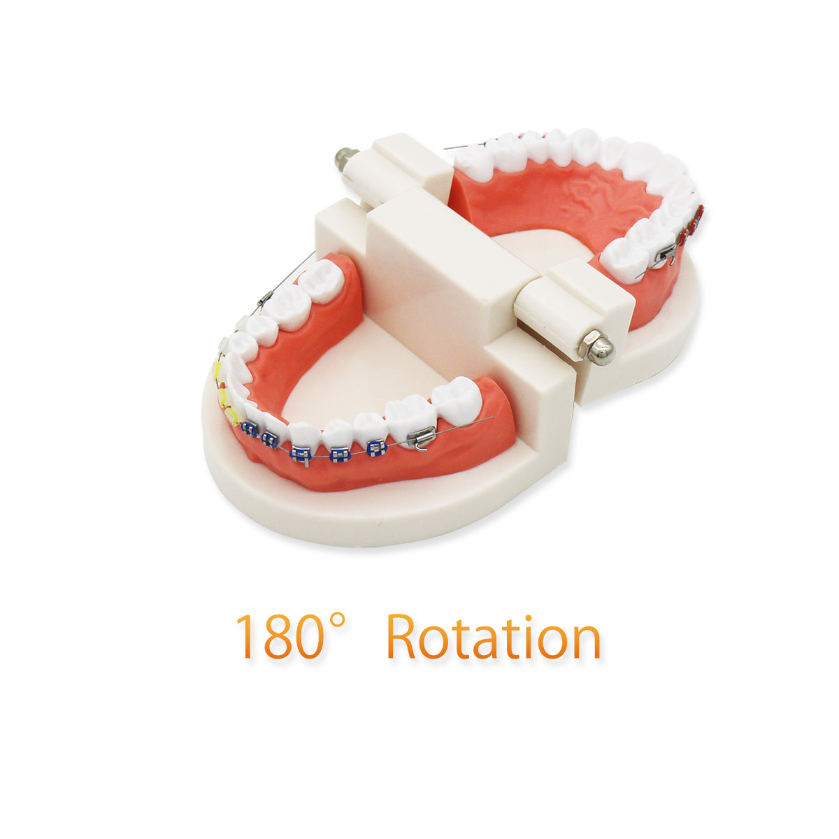 Dental Teeth Model,Transparent Dental Implant Teeth Model Dentist Standard Disease Removable Tooth Pathological Teaching Model (D-OR)
