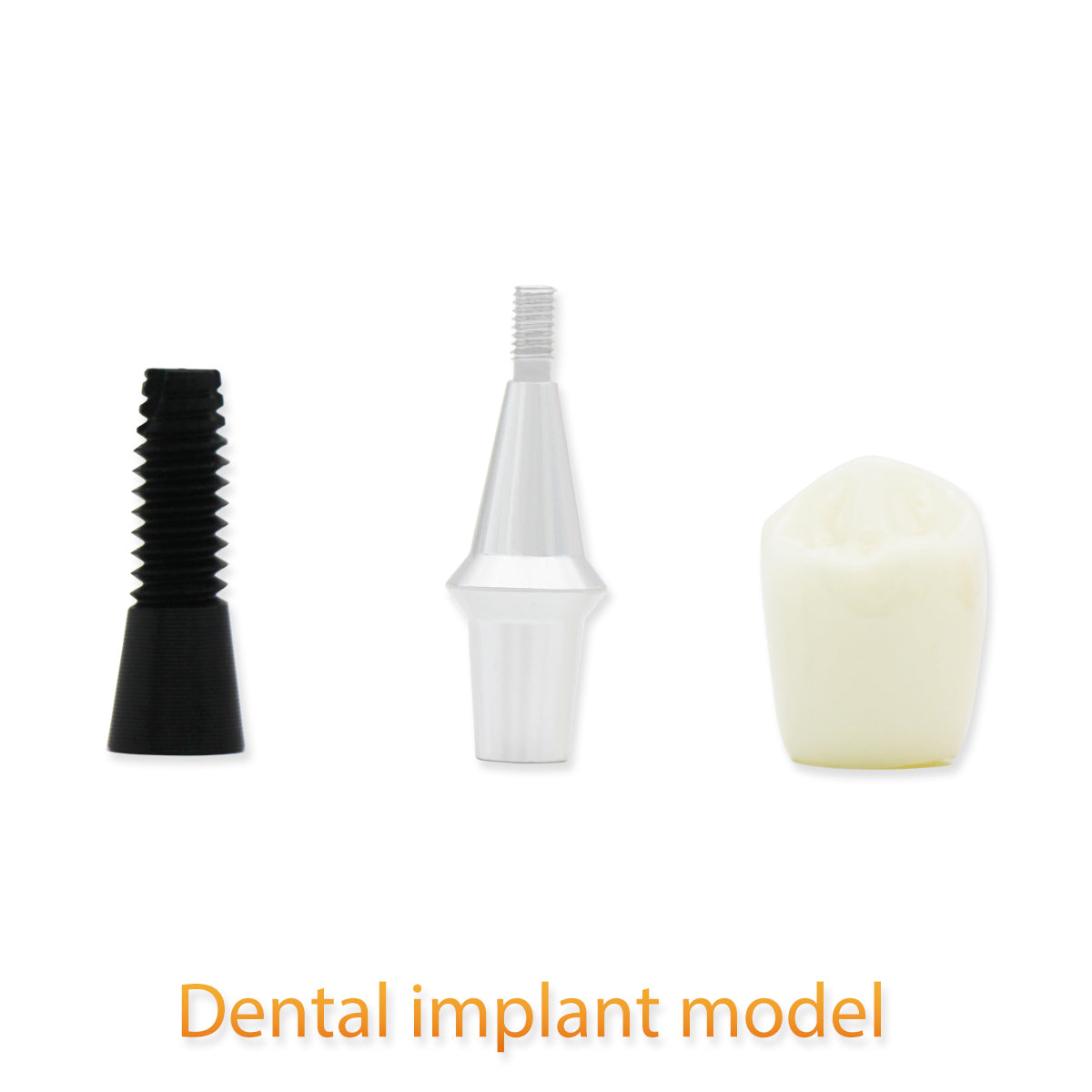 Dental Teeth Model,Transparent Dental Implant Teeth Model Dentist Standard Disease Removable Tooth Pathological Teaching Model(D-IP)