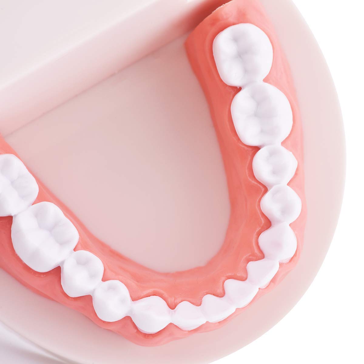 Dental Standard Teeth Model Tooth Brushing Model Typodont Demonstration for Teaching Studying Standard Size