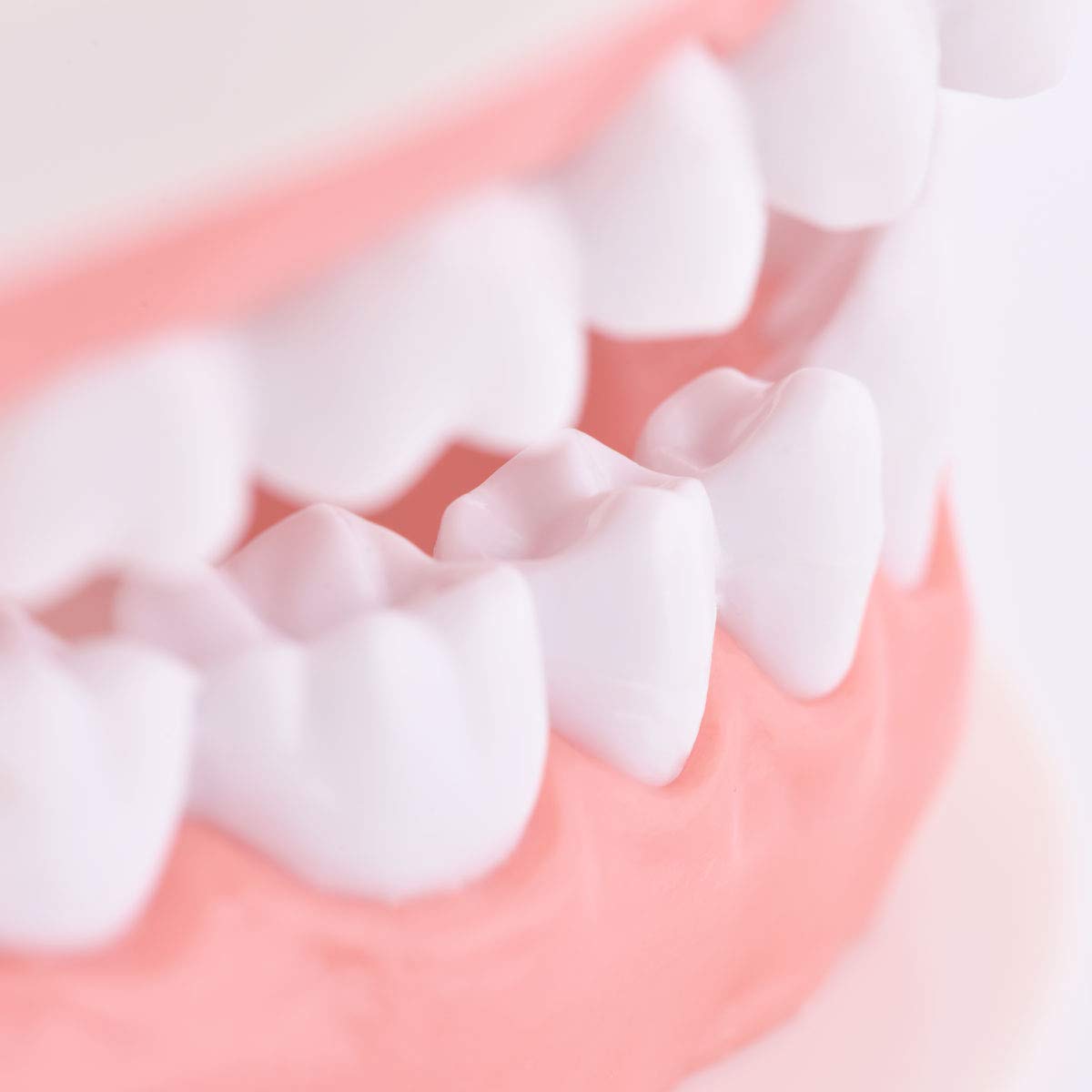 Dental Standard Teeth Model Tooth Brushing Model Typodont Demonstration for Teaching Studying Standard Size