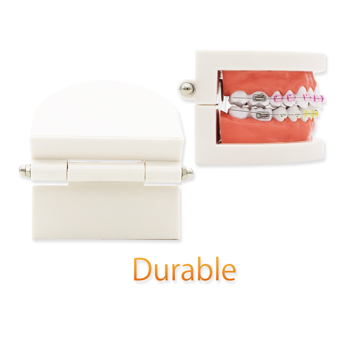 Dental Teeth Model,Transparent Dental Implant Teeth Model Dentist Standard Disease Removable Tooth Pathological Teaching Model (D-OR)