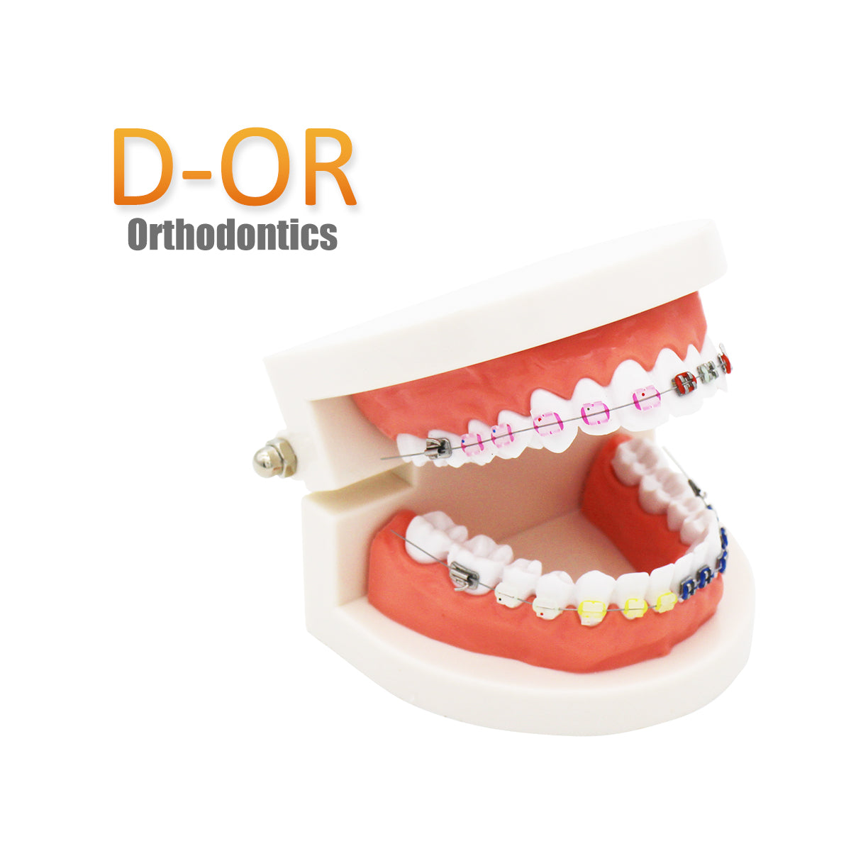 Dental Teeth Model,Transparent Dental Implant Teeth Model Dentist Standard Disease Removable Tooth Pathological Teaching Model (D-OR)