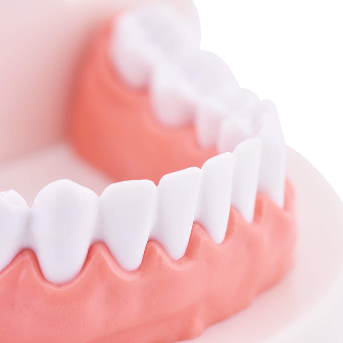 Dental Standard Teeth Model Tooth Brushing Model Typodont Demonstration for Teaching Studying Standard Size