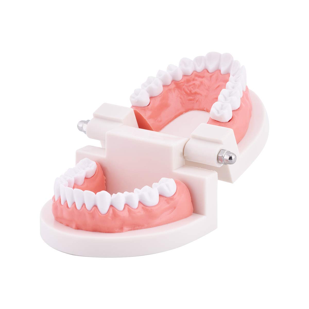 Dental Standard Teeth Model Tooth Brushing Model Typodont Demonstration for Teaching Studying Standard Size