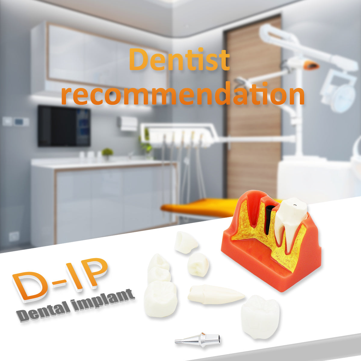 Dental Teeth Model,Transparent Dental Implant Teeth Model Dentist Standard Disease Removable Tooth Pathological Teaching Model(D-IP)