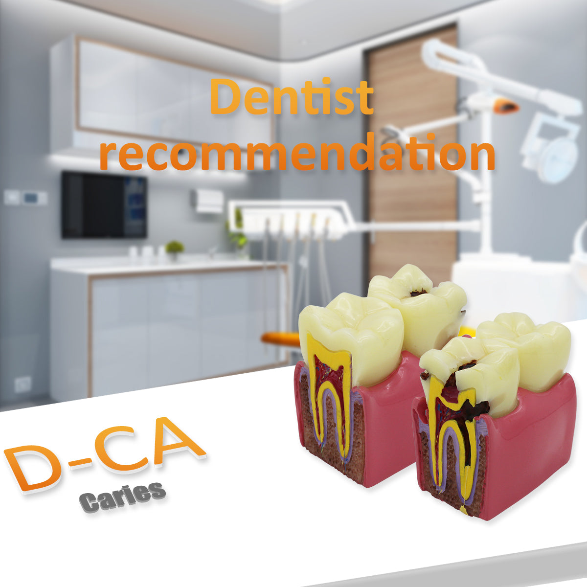 Dental Teeth Model,Transparent Dental Implant Teeth Model Dentist Standard Disease Removable Tooth Pathological Teaching Model(D-CA)