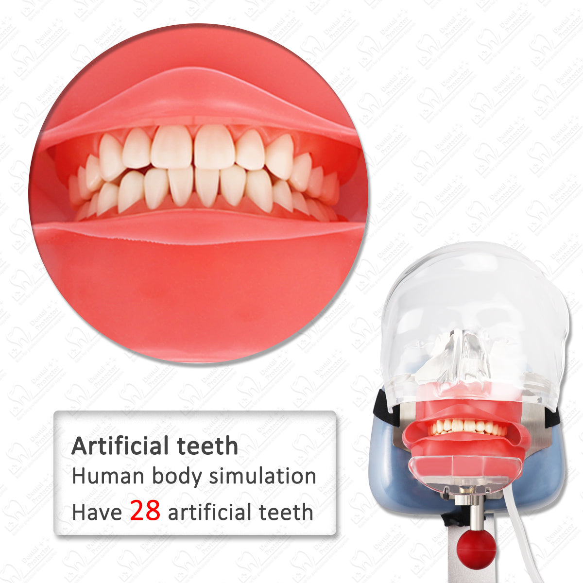HYG-C6-2 Simple Head Model Dental Simulator Phantom Head for Dentist Education Dentist Teaching /Head Model Phantom for Training Apparatu