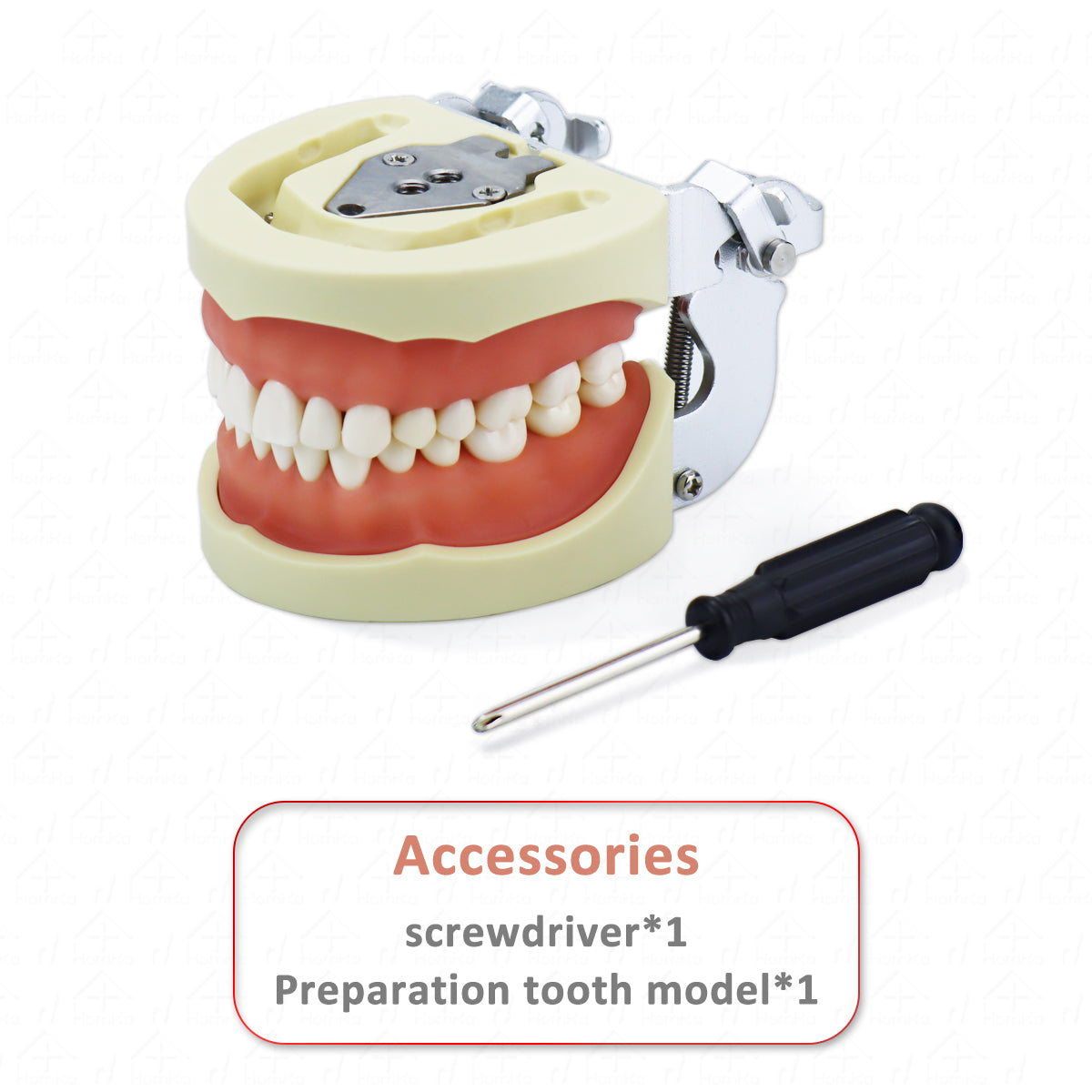 D-PP32 Removable Dental Model Tooth Arrangement Practice Model With 32 pcs Dental Granule and Screw Teaching Simulation