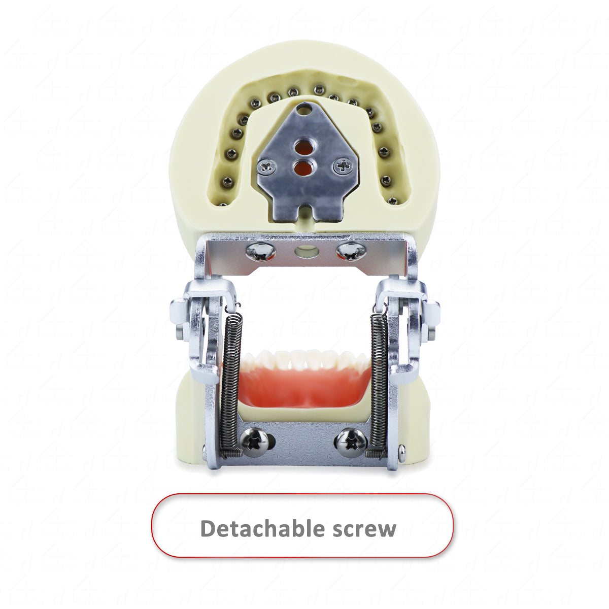 D-PP32 Removable Dental Model Tooth Arrangement Practice Model With 32 pcs Dental Granule and Screw Teaching Simulation