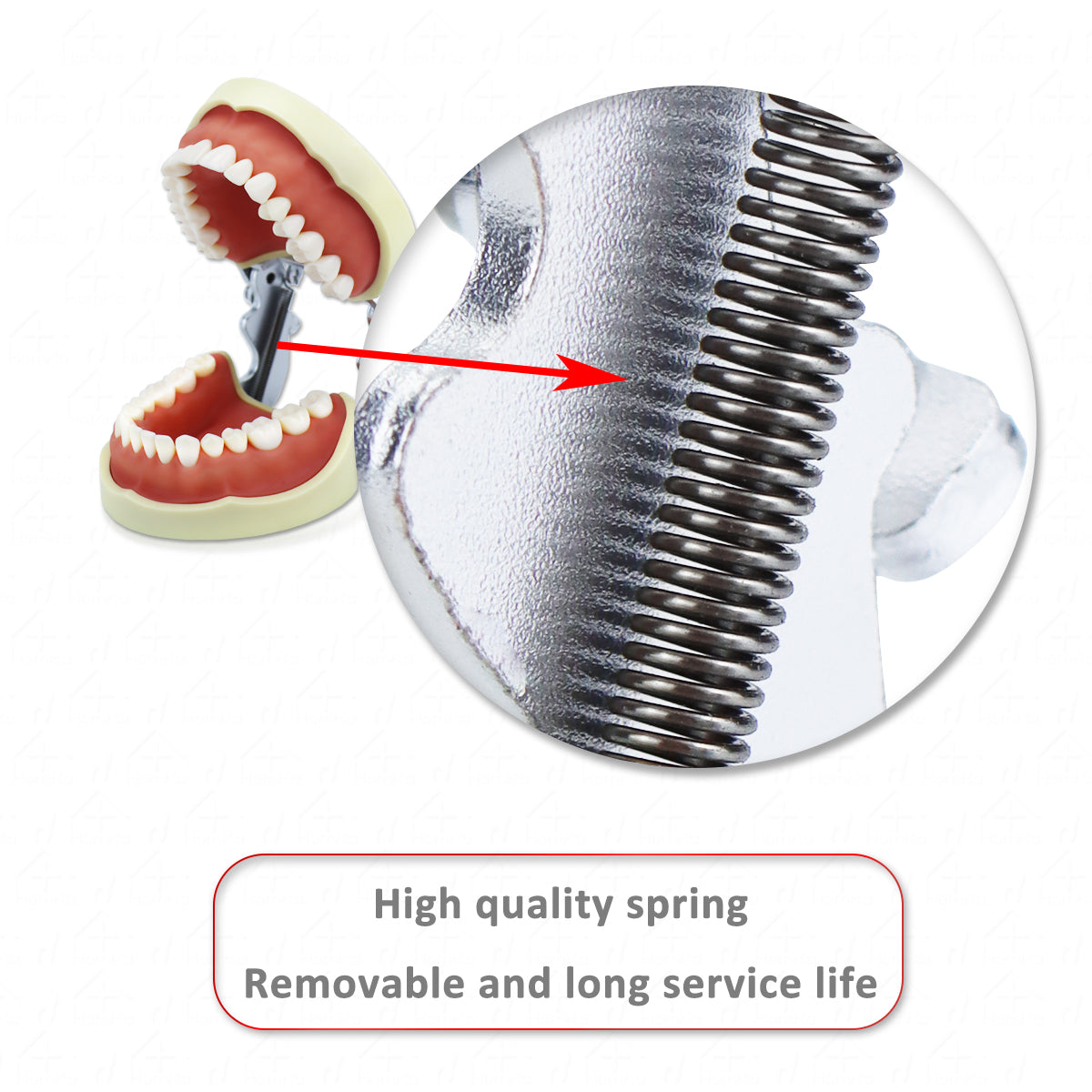 D-PP32 Removable Dental Model Tooth Arrangement Practice Model With 32 pcs Dental Granule and Screw Teaching Simulation