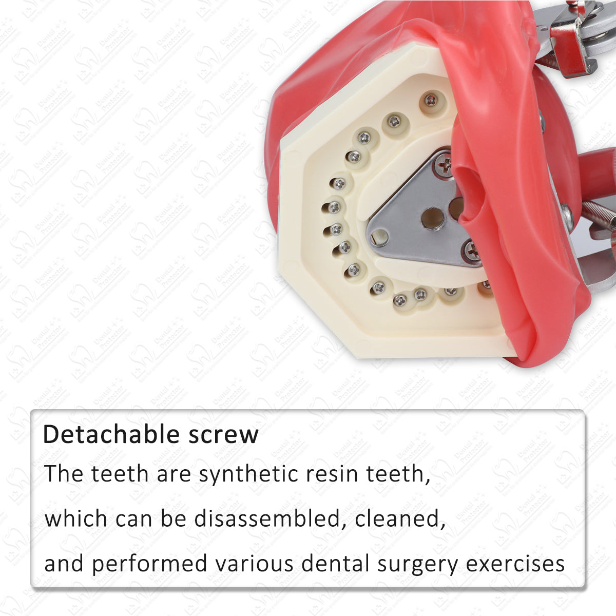 HYG-C6-2 Simple Head Model Dental Simulator Phantom Head for Dentist Education Dentist Teaching /Head Model Phantom for Training Apparatu
