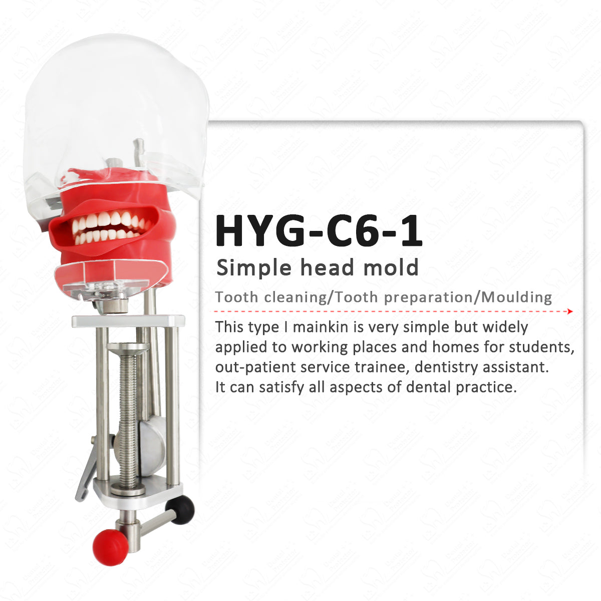 HYG-C6-1 Dental Teeth manikins models Phantom Head for teaching Pratice learning in dental classes