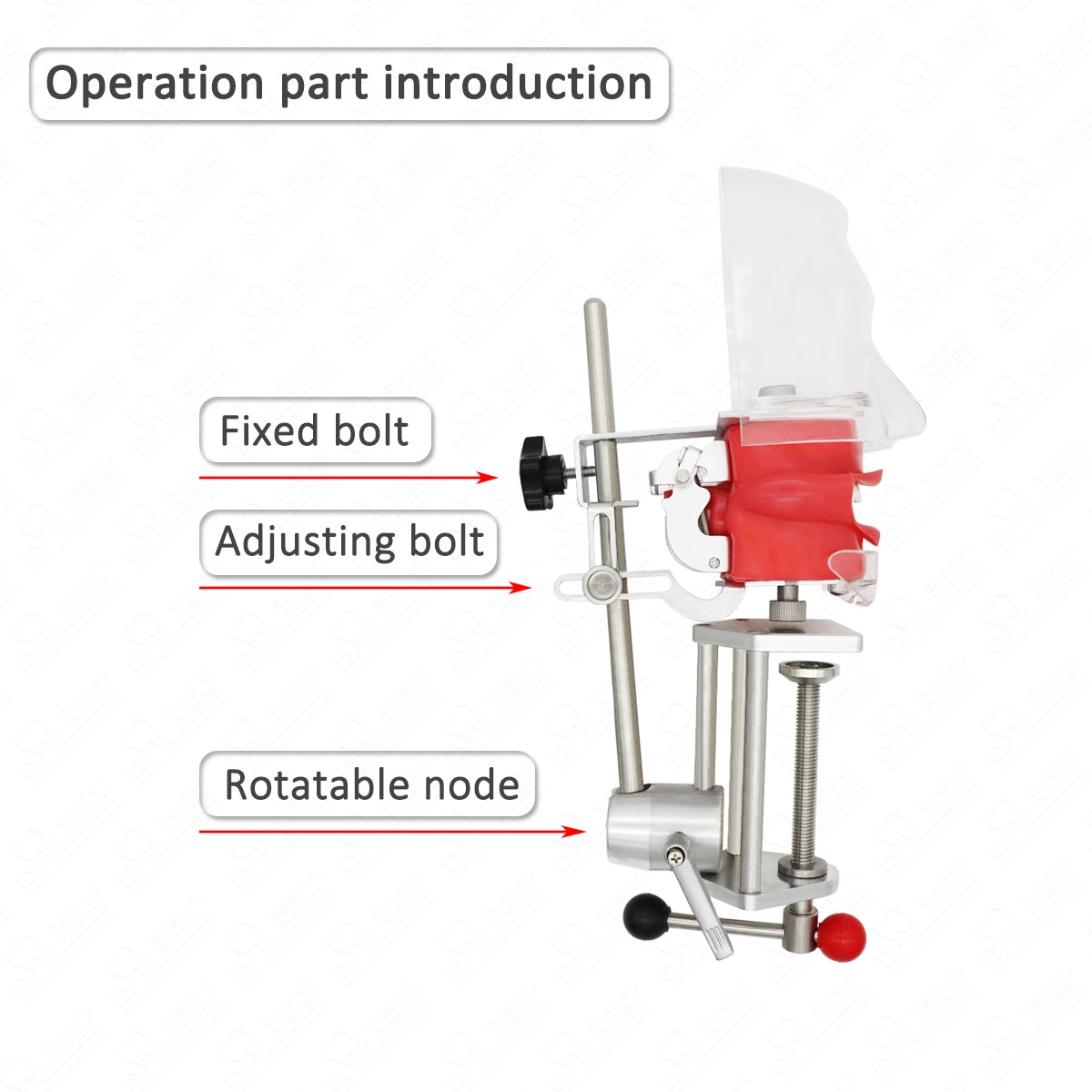 HYG-C6-1 Dental Teeth manikins models Phantom Head for teaching Pratice learning in dental classes