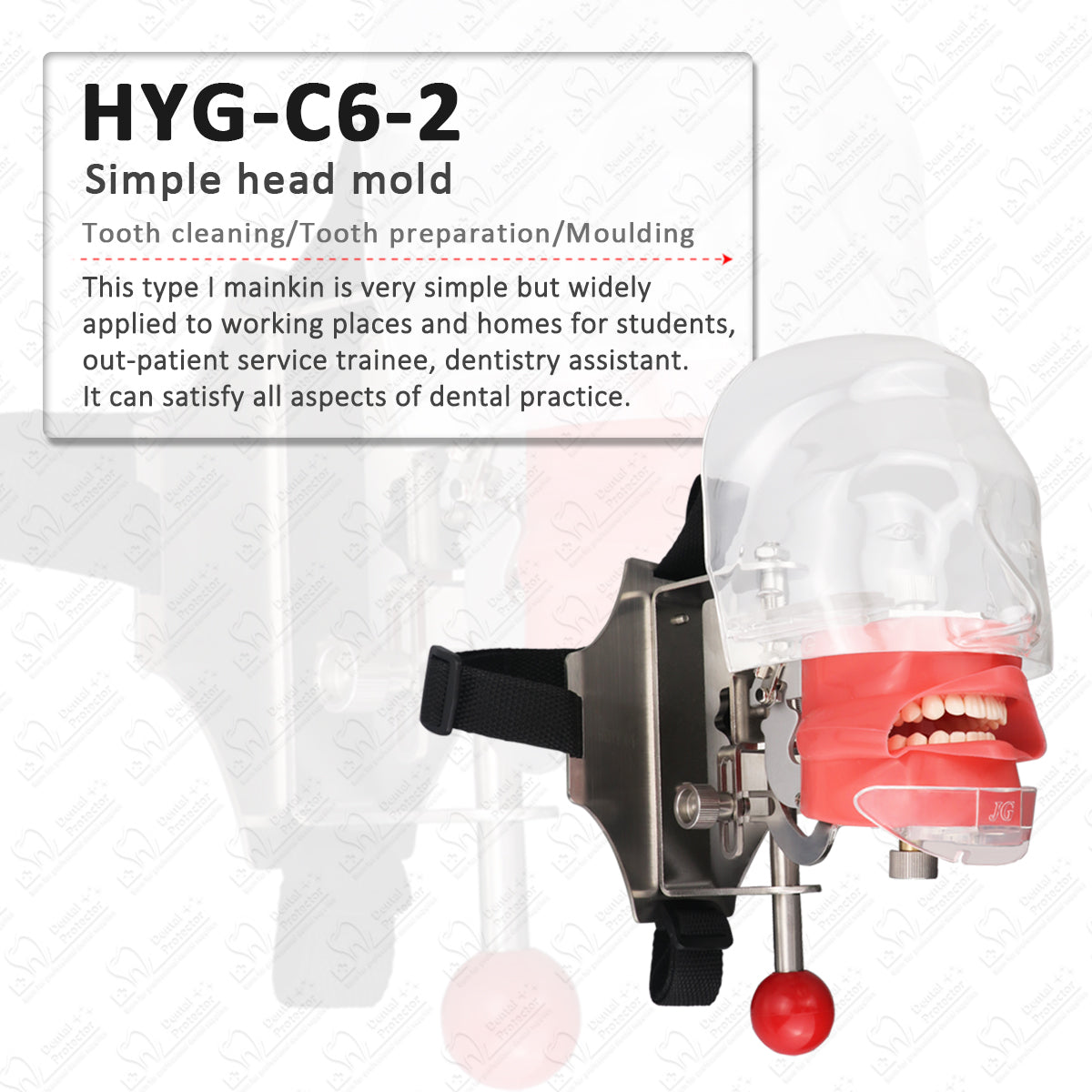 HYG-C6-2 Simple Head Model Dental Simulator Phantom Head for Dentist Education Dentist Teaching /Head Model Phantom for Training Apparatu