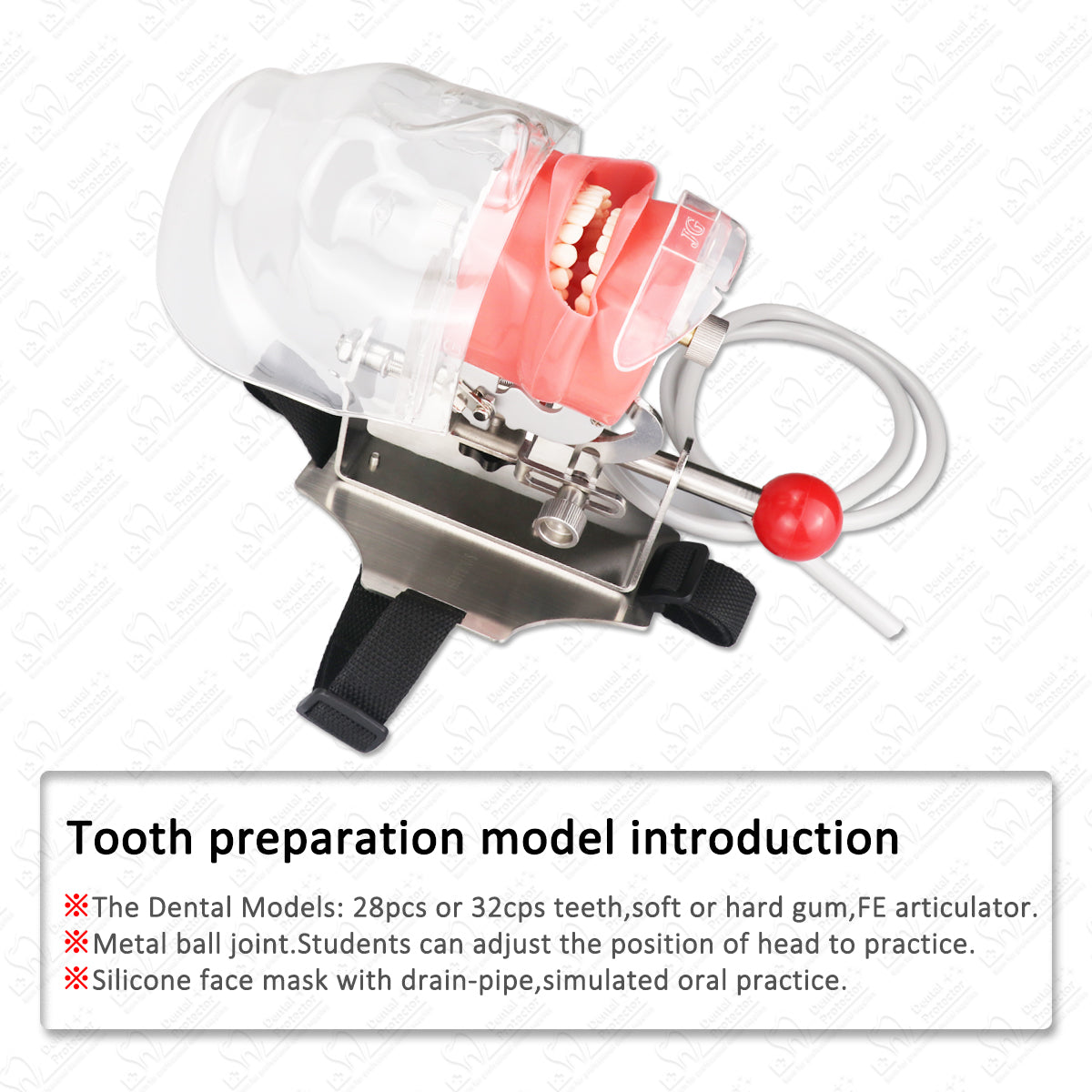 HYG-C6-2 Simple Head Model Dental Simulator Phantom Head for Dentist Education Dentist Teaching /Head Model Phantom for Training Apparatu