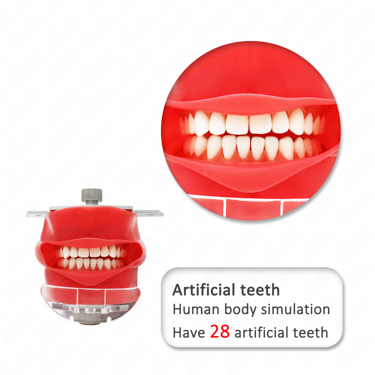 HYG-C6-1 Dental Teeth manikins models Phantom Head for teaching Pratice learning in dental classes