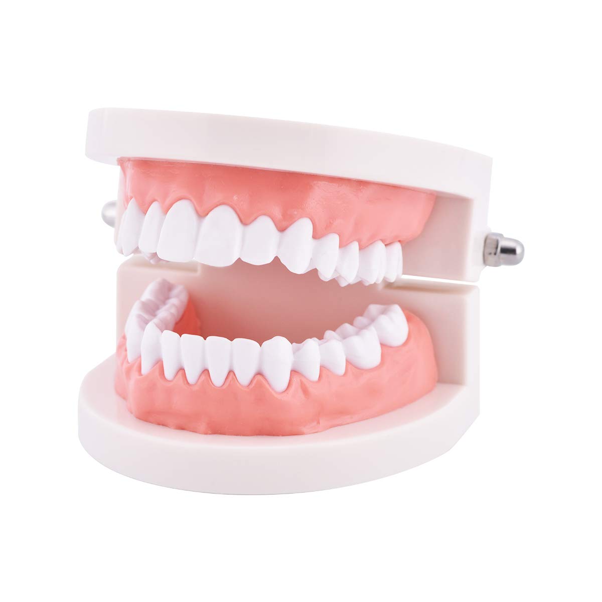 Dental Standard Teeth Model Tooth Brushing Model Typodont Demonstration for Teaching Studying Standard Size
