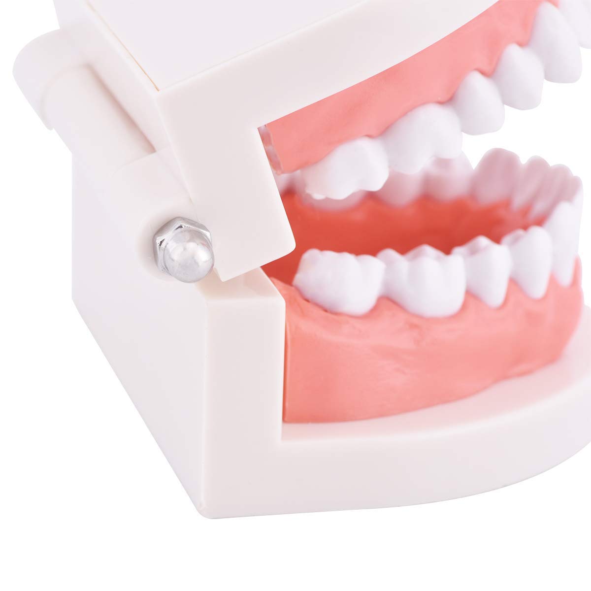 Dental Standard Teeth Model Tooth Brushing Model Typodont Demonstration for Teaching Studying Standard Size