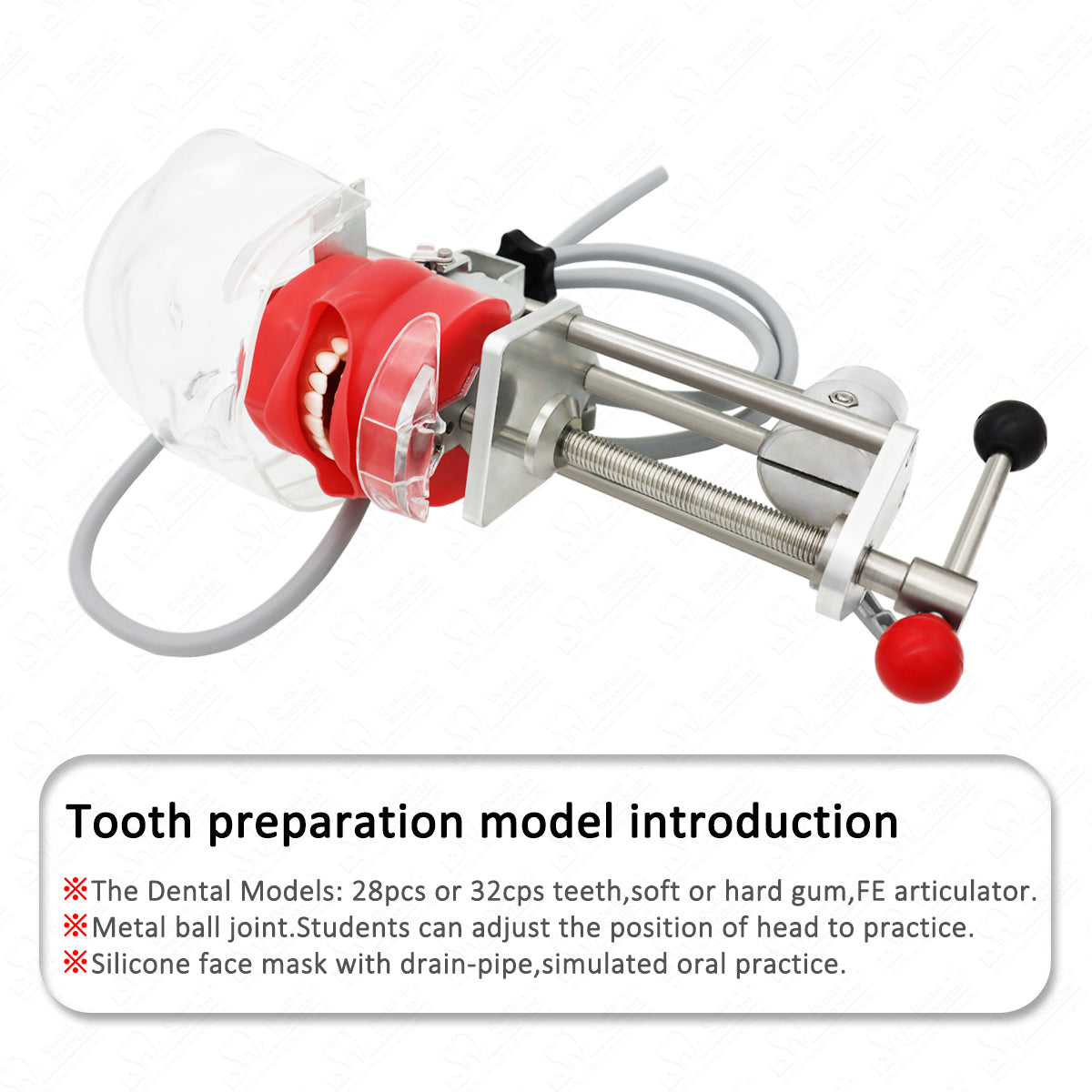 HYG-C6-1 Dental Teeth manikins models Phantom Head for teaching Pratice learning in dental classes