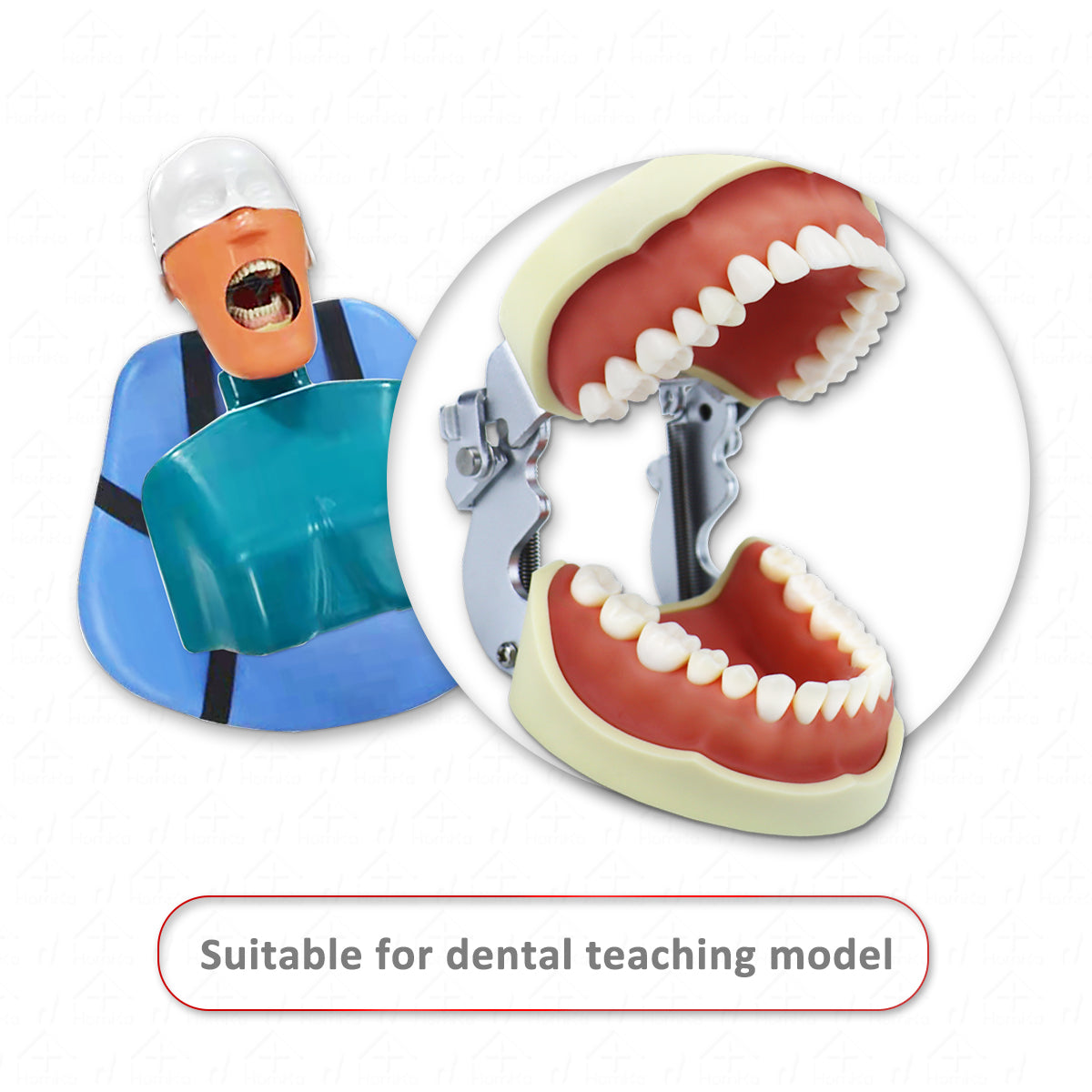 D-PP32 Removable Dental Model Tooth Arrangement Practice Model With 32 pcs Dental Granule and Screw Teaching Simulation
