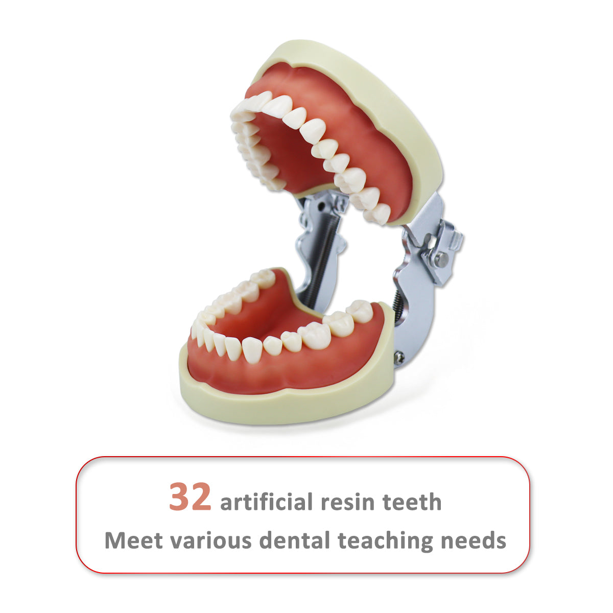 D-PP32 Removable Dental Model Tooth Arrangement Practice Model With 32 pcs Dental Granule and Screw Teaching Simulation
