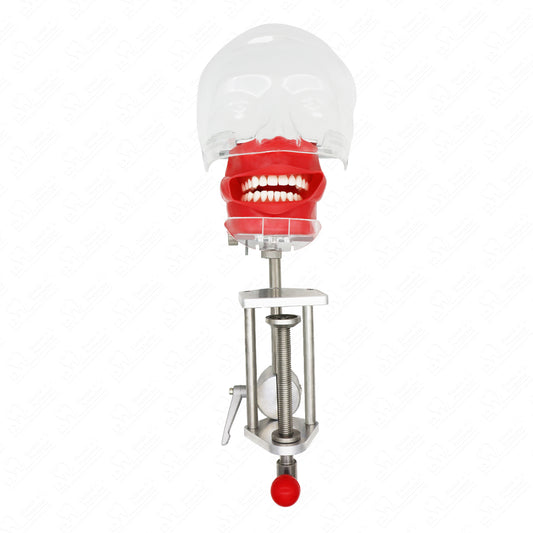 HYG-C6-1 Dental Teeth manikins models Phantom Head for teaching Pratice learning in dental classes