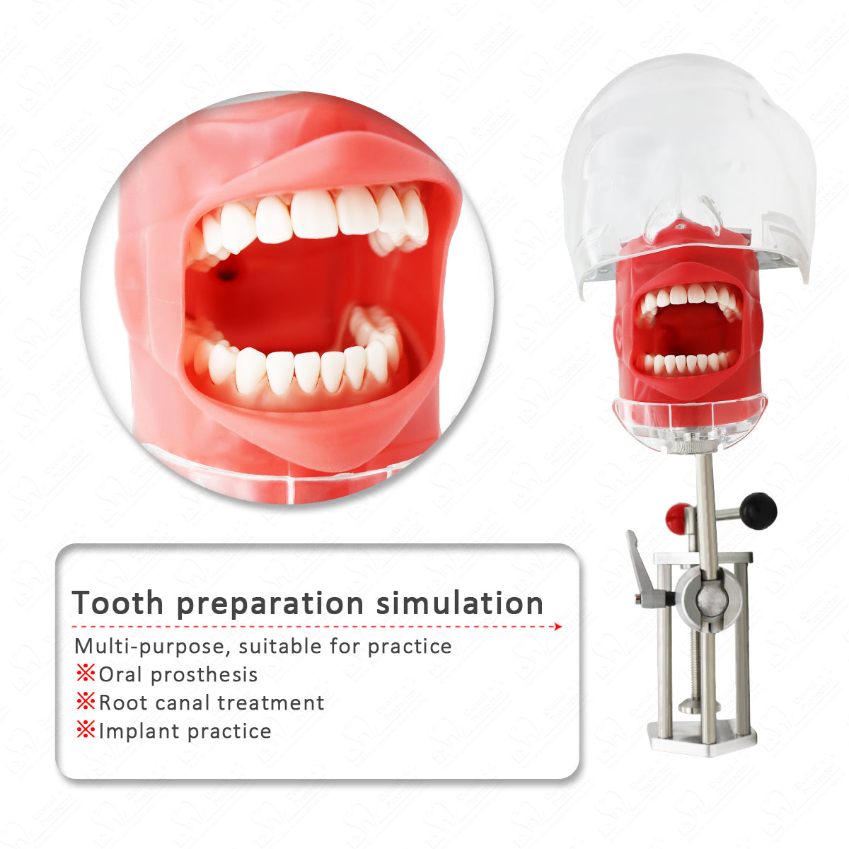 HYG-C6-1 Dental Teeth manikins models Phantom Head for teaching Pratice learning in dental classes