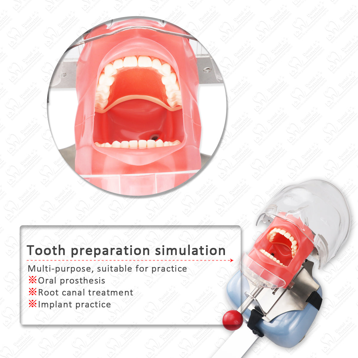 HYG-C6-2 Simple Head Model Dental Simulator Phantom Head for Dentist Education Dentist Teaching /Head Model Phantom for Training Apparatu